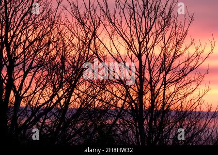 Branches d'arbre silhouetées par le rouge et l'orange d'un lever de soleil d'hiver et d'une tournière lointaine Banque D'Images