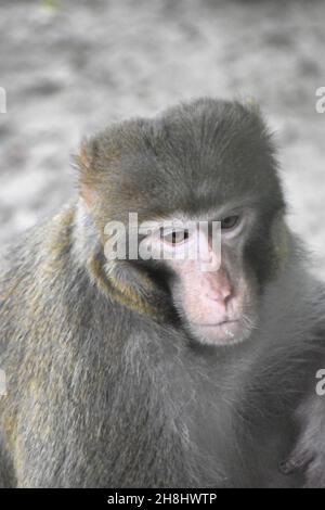 Un triste singe regardant dehors.Gros plan d'un singe. Banque D'Images