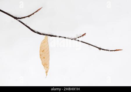 La saison suivante, les bourgeons de feuilles de plage et la dernière feuille solitaire dans la neige d'hiver Banque D'Images