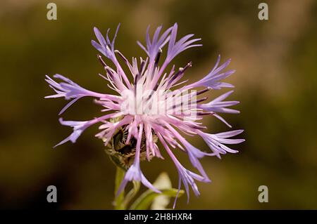 Centaurea est un genre de plantes herbacées de la famille des Asteraceae. Banque D'Images