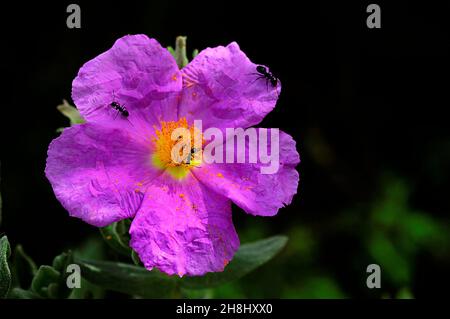 Cistus creticus est une espèce d'arbuste appartenant à la famille des Cistaceae.Fleur pourpre. Banque D'Images