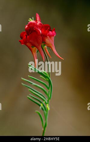 Linaria aeruginea - est un genre de plantes annuelles et pérennes. Banque D'Images