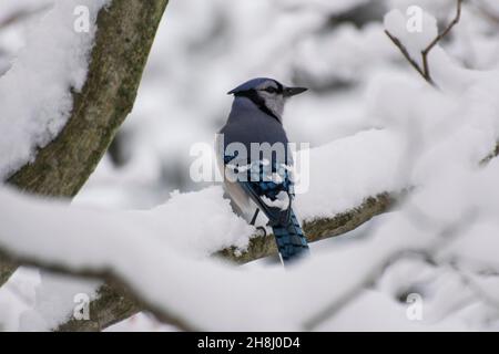 Bluejay dans un arbre recouvert de neige Banque D'Images