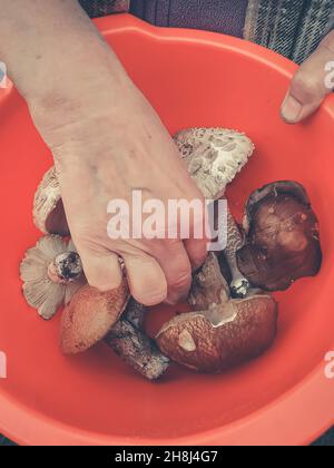 La main de la femme touche les champignons fraîchement cueillis dans un bol de plus près Banque D'Images