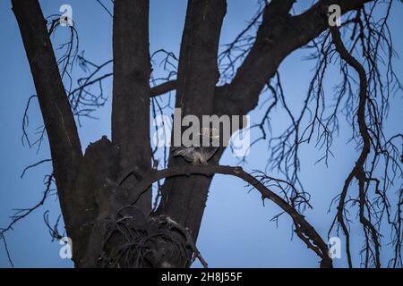Petite chouette assise sur l'arbre la nuit Banque D'Images