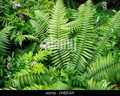 L'usine de Wallich's Wood Fern Dryopteris wallichiana Banque D'Images