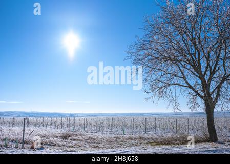 Vignoble recouvert de pluie glacée au soleil éclatant.Paysage d'hiver après une pluie verglaçante Banque D'Images
