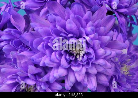 Fleur de chrysanthème pourpre (Chrysanthemum indicum).Photo haute résolution.Profondeur de champ complète. Banque D'Images