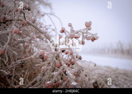 Rose buisson de hanche couverte de pluie gelée. Paysage d'hiver après une pluie verglaçante Banque D'Images