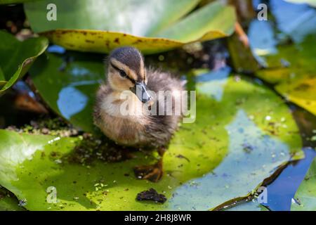 Fermer ujp d'un caneton pallard (anas platyrhnchos) debout sur un coussinet de lys Banque D'Images