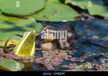 Fermer ujp d'un caneton pallard (anas platyrhnchos) nageant dans l'eau Banque D'Images
