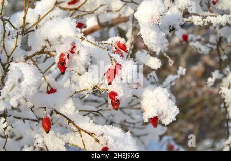 Baies de Rosehip rouge vif sous la neige Banque D'Images