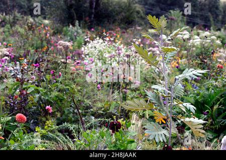 Bocconia frutescens,Plume coquelicot,arbre coquelicot,arbre celandine,parrotweed,mer oxeye Daisy,John Crow buisson,feuilles,feuillage,arrangement mixte de plantation,mélange,lit mixte Banque D'Images