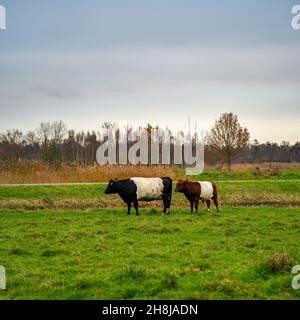 Vache Lakenvelder avec mollet de taureau Banque D'Images