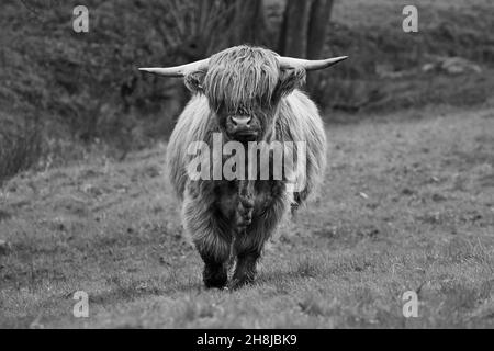 Vache écossaise de montagne veau dans le champ regardant la caméra. Banque D'Images