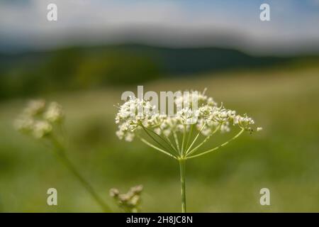 Gros plan d'une petite fleur d'anis (Pimpinella anisum) avec un fond vert flou Banque D'Images