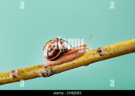 Un gros escargot avec des cornes et une coquille brune rampent le long d'une branche sur un fond vert.Le concept de surmonter la complexité Banque D'Images