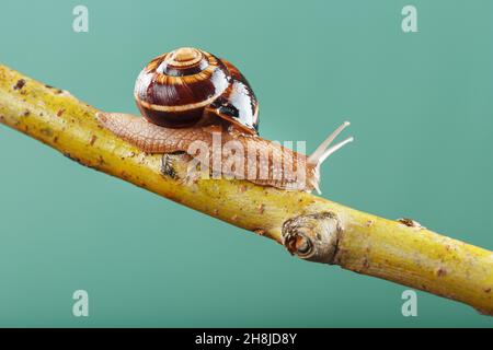 Un escargot de patient avec des cornes et une grande coquille rampent le long d'une branche sur un fond vert.Espace libre, le concept de surmonter patiemment les difficultés Banque D'Images