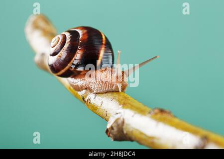 Un escargot de raisin de jardin rampant le long d'une branche sur un fond d'arbre et un fond vert.Espace de macro libre Banque D'Images