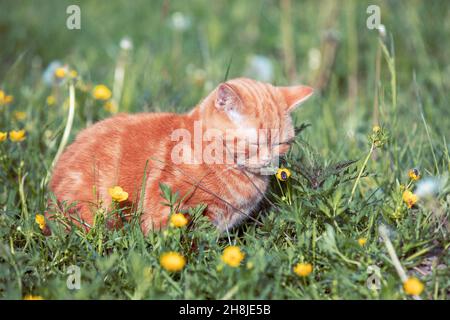 Petit chaton au gingembre assis sur la pelouse de fleur. Le chat profite du printemps Banque D'Images