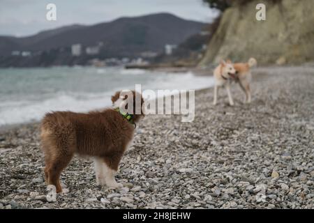 Little Brown Puppy Aussie se dresse sur un bord de mer en pierre et regarde le grand chien blanc mongrel.Socialisation du jeune chien à l'extérieur.Le Berger australien est rouge Banque D'Images