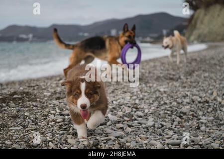 Le chiot de berger australien tricolore rouge marche en avant le long de la mer avec la langue qui dépasse.Le Berger allemand avec des jouets en bouche est debout derrière Banque D'Images