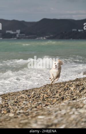 Mestizo le berger suisse blanc avec collier rouge marche le long de la mer et étudie l'eau et les vagues.Curieux mongrel chien par mer bleue dans la tempête a été peur de Banque D'Images