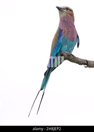 Lillac Breasted Roller reposant sur sa perche dans la chaleur de la journée dans le parc national Kruger. Banque D'Images