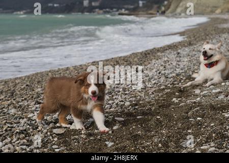 Petit chiot brun australien marche le long de la mer en pierre et sourit avec la langue qui colle.Le Berger australien est tricolore rouge.Le chien mongrel blanc est en place Banque D'Images