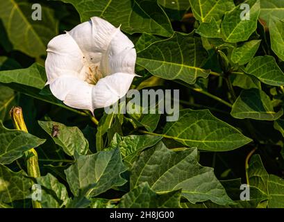 Gros plan de la trompette du diable (Datura Metel) avec une fleur blanche dans le jardin Banque D'Images