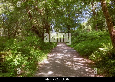 Sentier forestier déserté au parc national de Glendalough, dans les montagnes de Wicklow, en Irlande. Banque D'Images