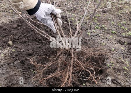 Plantation de cassis.Travaux de printemps dans le jardin. Banque D'Images