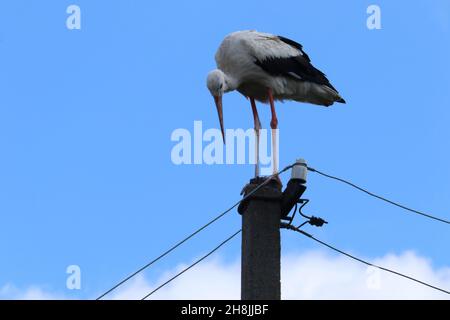 Stork assis sur un poteau de ligne électrique Banque D'Images