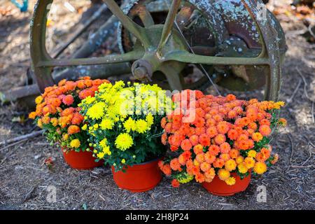 Les chrysanthèmes en pot sont assis sur le sol devant une ancienne roue en fer. Banque D'Images