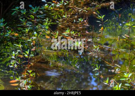 Gros plan des tiges de plantes qui poussent dans l'eau d'un étang Banque D'Images