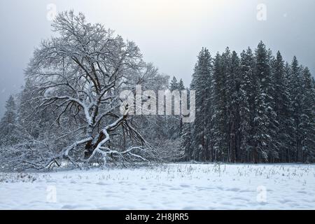 Une nouvelle couverture de neige fraîche couvre la vallée de Yosemite à Cook Meadow après une tempête de nuit, parc national de Yosemite, Californie, États-Unis. Banque D'Images