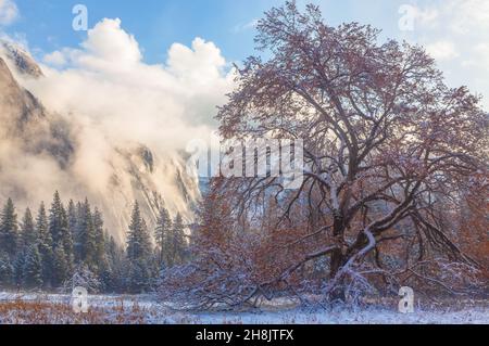 Une nouvelle couverture de neige fraîche couvre la vallée de Yosemite à Cook Meadow après une tempête de nuit, parc national de Yosemite, Californie, États-Unis. Banque D'Images