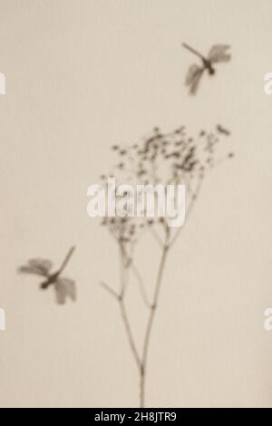 Ombre végétale abstraite, libellules, lumière du soleil et ombres sur le mur, arrière-plan flou.Décor pastel Banque D'Images