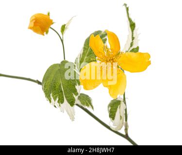 Fleur jaune d'vexille japonica, isolé sur fond blanc Banque D'Images