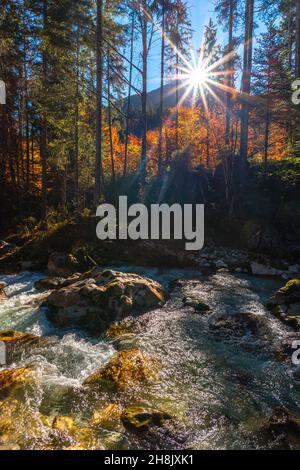 Zauberwald ou Magic Wood avec le ruisseau Ramsauer Ache près de Hintersee dans les couleurs d'automne, Ramsau, haute-Bavière, sud de l'Allemagne Banque D'Images