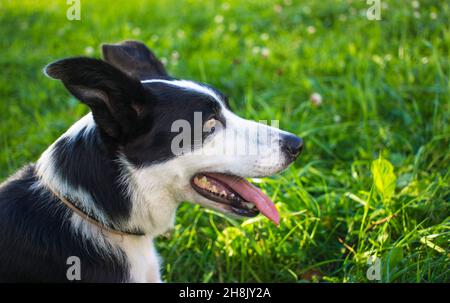 border collie chien portrait de printemps marchant dans des champs verts Banque D'Images
