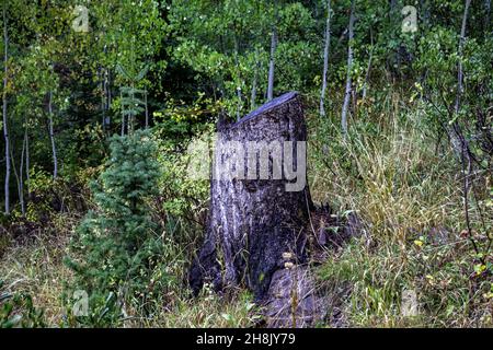 Une photo hypnotique dans une forêt pendant la pluie Banque D'Images