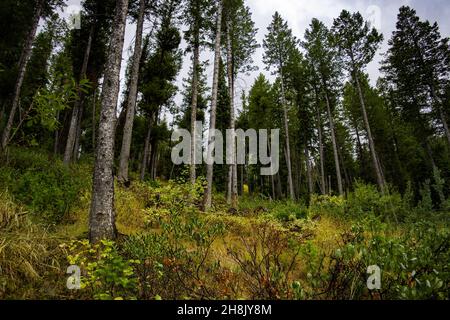 Un cliché hypnotisant dans une forêt le lendemain de la pluie Banque D'Images