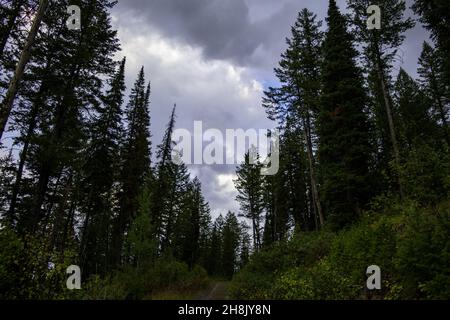 Un cliché hypnotisant dans une forêt le lendemain de la pluie Banque D'Images