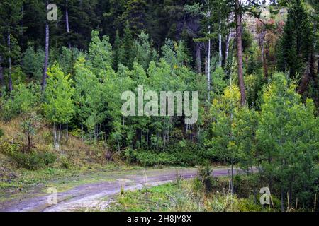 Un cliché hypnotisant dans une forêt le lendemain de la pluie Banque D'Images