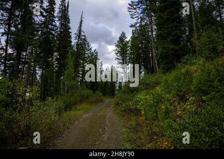 Un cliché hypnotisant dans une forêt le lendemain de la pluie Banque D'Images