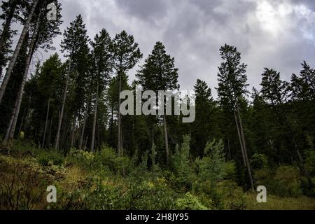 Un cliché hypnotisant dans une forêt le lendemain de la pluie Banque D'Images