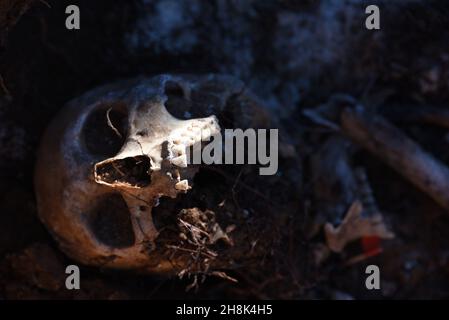 Belchite, Espagne.30 novembre 2021.(NOTE DE LA RÉDACTION: L'image dépeint la mort) Un cranium est vu dans une tombe de masse à Belchite.l'exhumation des victimes de la guerre civile espagnole se poursuit dans deux tombes de masse dans un cimetière à Belchite, dans la province de Saragosse.Le site était l'un des champs de bataille les plus sanglants avec un total de 400 personnes tuées de la ville de Belchite et de la région environnante.Crédit : SOPA Images Limited/Alamy Live News Banque D'Images