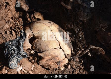 Belchite, Espagne.30 novembre 2021.(NOTE DE LA RÉDACTION: L'image dépeint la mort) Un cranium est vu dans une tombe de masse à Belchite.l'exhumation des victimes de la guerre civile espagnole se poursuit dans deux tombes de masse dans un cimetière à Belchite, dans la province de Saragosse.Le site était l'un des champs de bataille les plus sanglants avec un total de 400 personnes tuées de la ville de Belchite et de la région environnante.Crédit : SOPA Images Limited/Alamy Live News Banque D'Images