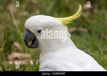 Gros plan du Cockatoo à teneur en soufre Banque D'Images